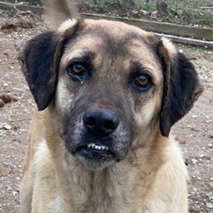 Lori, geb. ca. 01 2022, lebt in GRIECHENLAND, im städt. Tierheim Serres