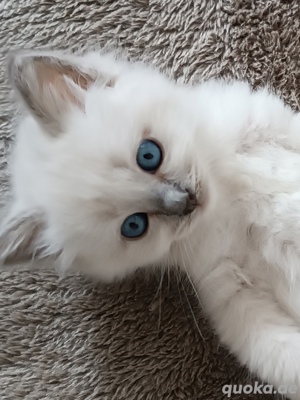 Heilige Birma Kitten