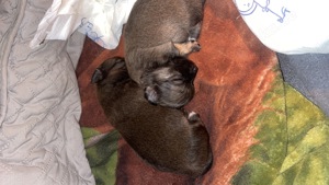3 Hüpsche Chihuha puppys Mädels 
