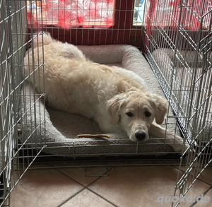 Liebevolle Kuvasz Hündin  Reinrassig   Herdenschutzhund   6 mon.