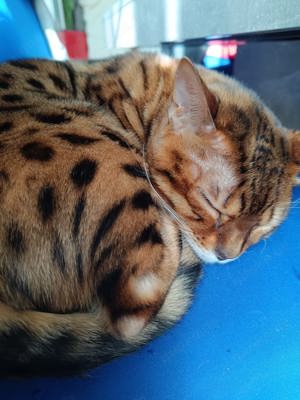 Bengal Kater zu verkaufen 