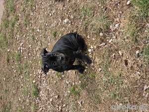 Bulldoggen Welpen (Alternativ)  Bild 1