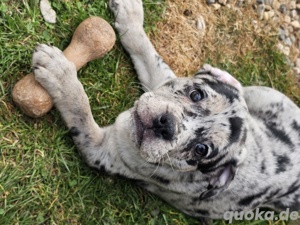 Bulldoggen Welpen (Alternativ)  Bild 9
