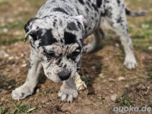 Bulldoggen Welpen (Alternativ)  Bild 10