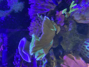 Koralle, grüne Montipora, Meerwasser