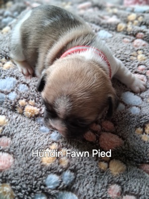 Französische Bulldoggen Babys 