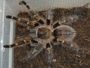 Vogelspinnen > Grammostola pulchripes