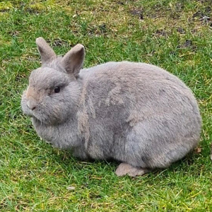 Lea, 5 Jahre - Zwergkaninchen - Tierhilfe Franken e.V.