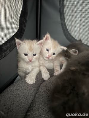 Maine Coon Reinrassig Kitten!