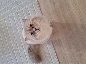 BLH Kater sucht neues Zuhause 