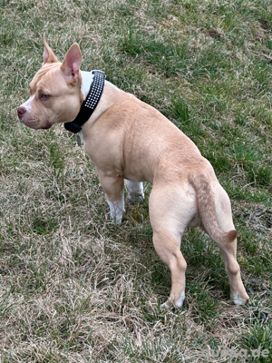 American Bully Pocket 7Monate 