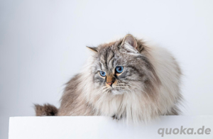 Neva Masquerade Deckkater (mit Stammbaum) 