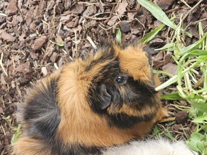 Meerschweinchen weibchen rosette