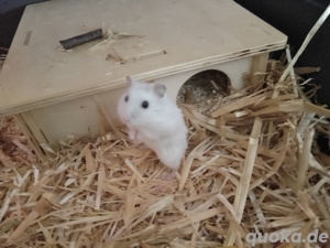 Hamster 