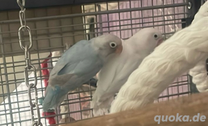 2 agapornide love birds 