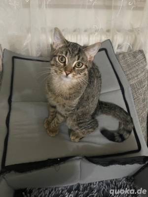 perser  tabby katzen mix 