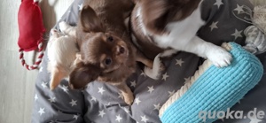 Chihuahua langhaar Welpen