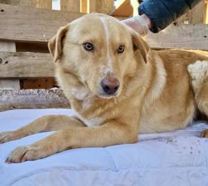 Benji sucht liebevolles Zuhause