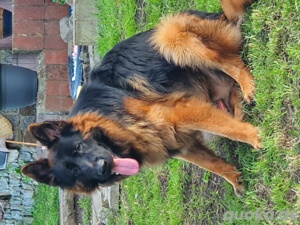 Altdeutscher Schäferhund 