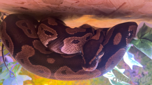 hübsches königphyton weibchen 