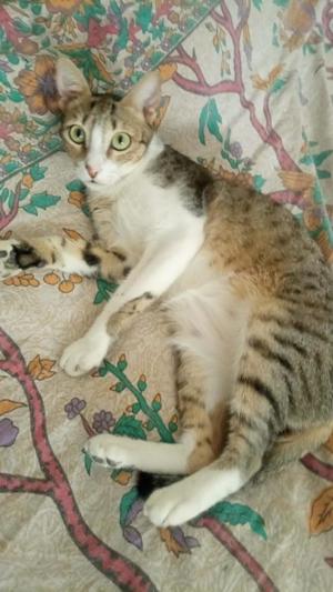 Gesellige Zuna (ALO) Bild 2