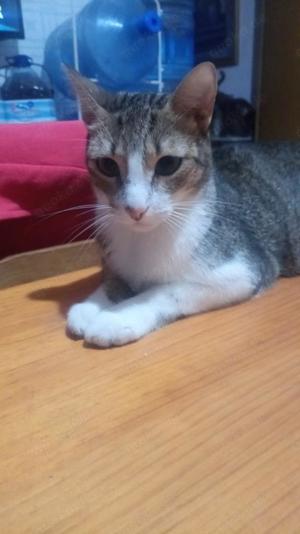 Gesellige Zuna (ALO) Bild 3