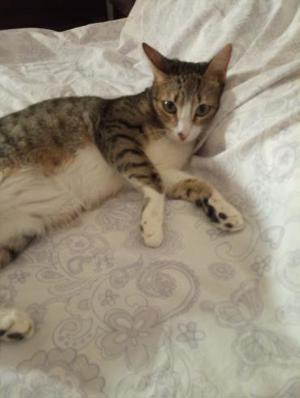 Gesellige Zuna (ALO) Bild 4