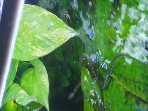 Thamnophis eques obscurus, Lake Chapala Strumpfbandnatter