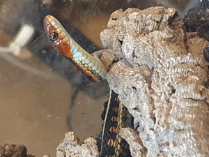 Thamnophis sirtalis infernalis, 