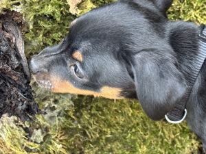 Zuckersüße Zwergpinscher