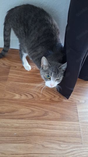 Hauskatzen