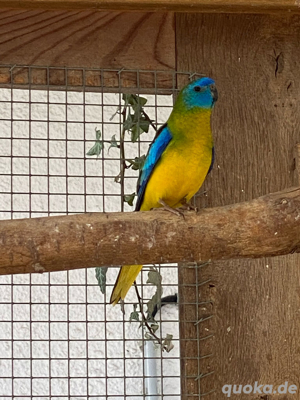 Wildfarbene Schönsittiche