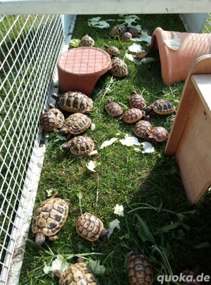 Landschildkröten