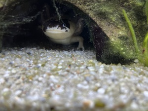 Axolotl-Aquarium mit , Kühler und Filter