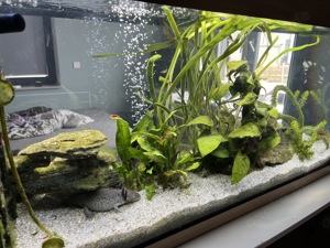 Aquarium mit  Filter