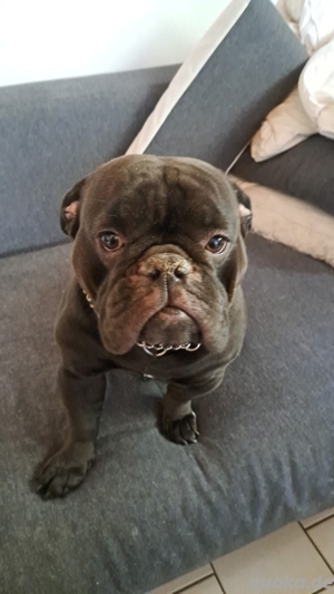 old englisch bulldog