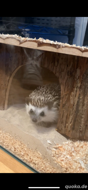 afrikanischer weißbauch igel 