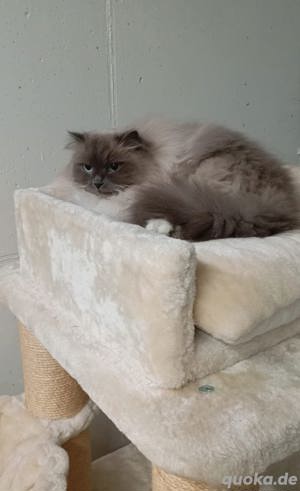 Ragdoll Kater 