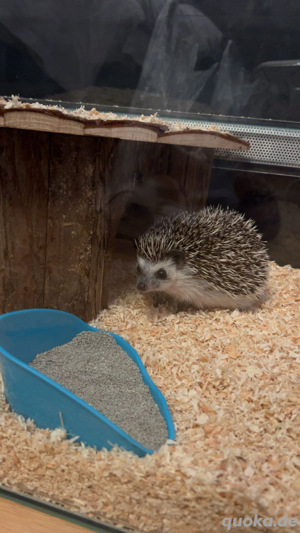 afrikanischer weißbauchigel  Bild 3