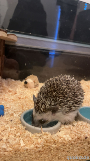 afrikanischer weißbauchigel  Bild 2