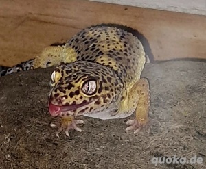 Suche Bartagame Terrarium 