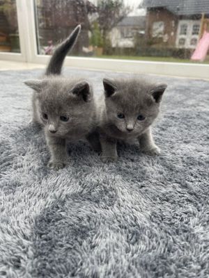 2 Süße Reinrassige Russisch Blau Kitten