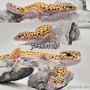 0.1 Leopardgecko Weibchen - Eclipse 