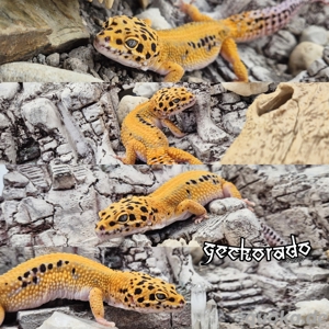 1.0 Leopardgecko Männchen - Tangerine 