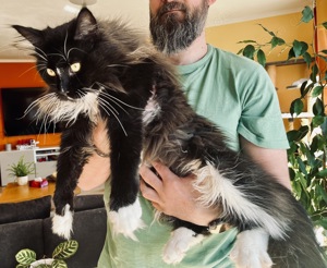 Eleganz & Charme - Maine Coon Deckkater  "Frank Sinatra " Bild 4