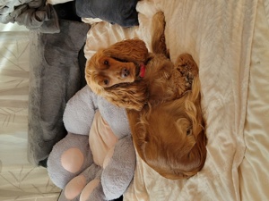 Cocker Spaniel Hündin 