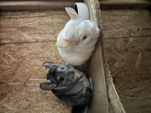 2 Chinchilla Damen suchen ein neues Zuhause