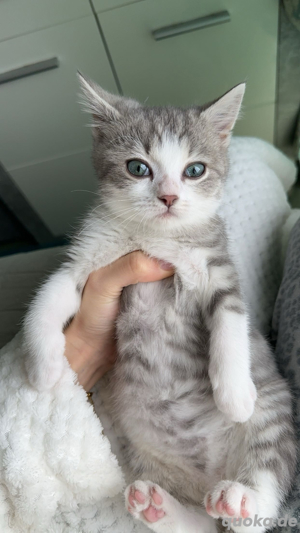 deckkater