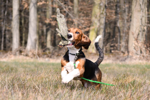 Kleine zauberhafte reinrassige Basset Artesien Normand Welpen suchen ein neues Zuhause. 