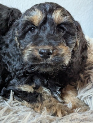 Cockapoo Welpen 
